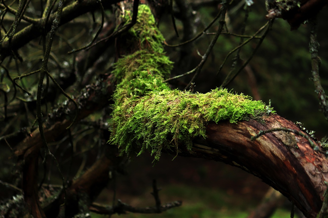 Reflexión #2: Seremos bosque.